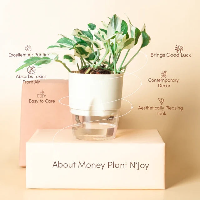 Money N Joy Plant