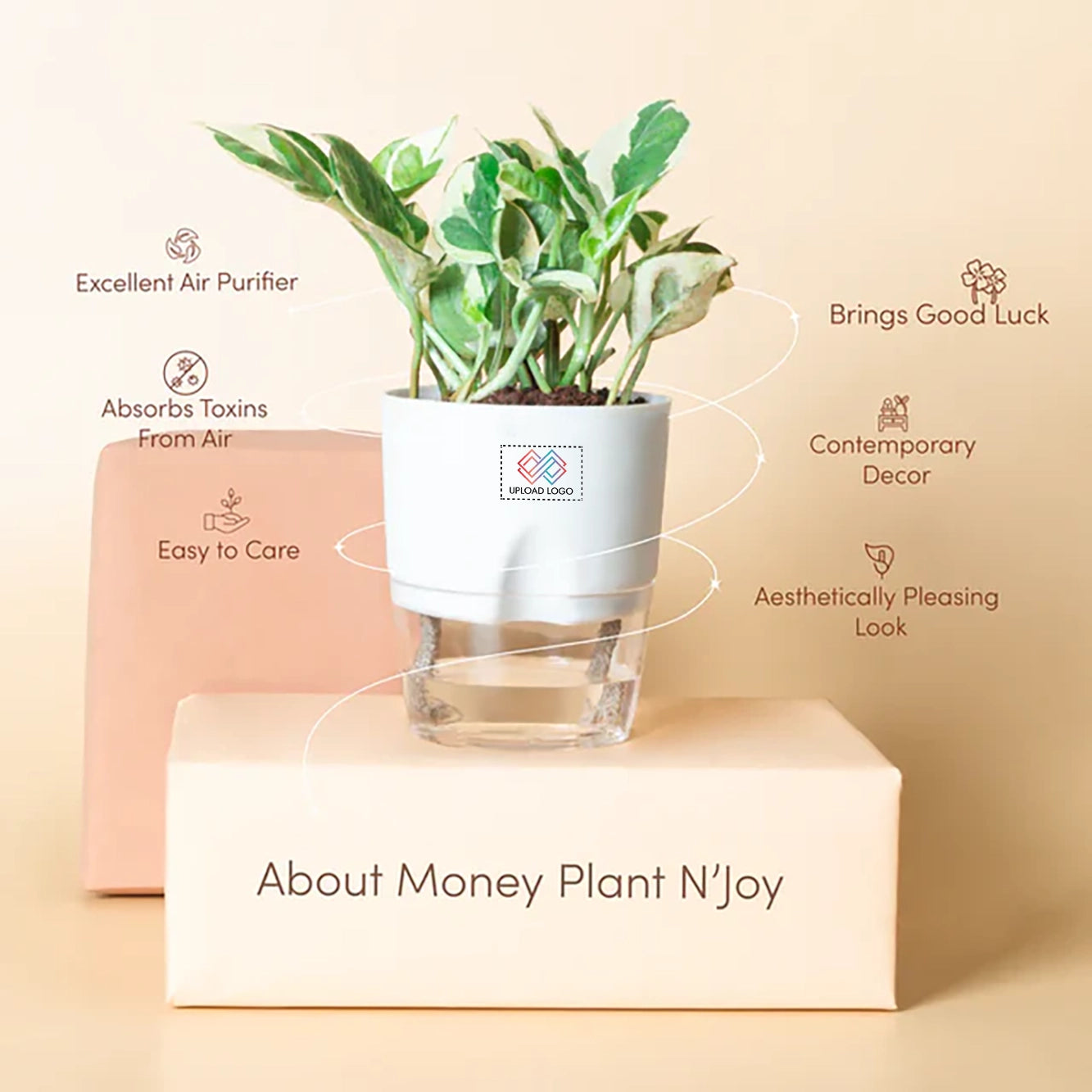 Money N Joy Plant