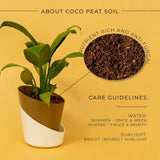 Peace Lily Plant