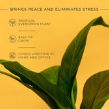 Peace Lily Plant