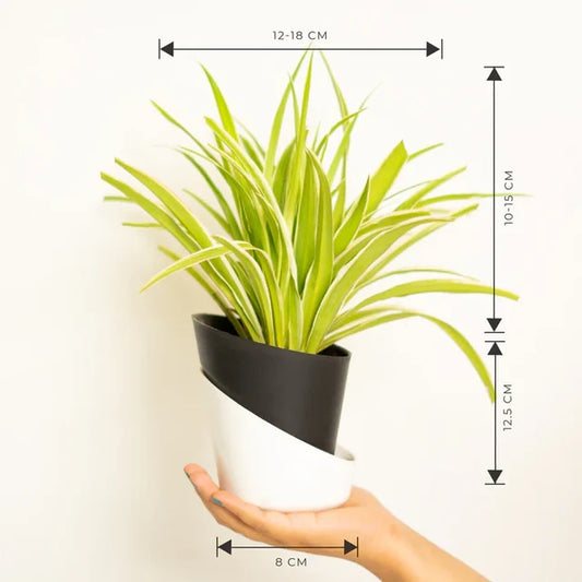 Spider Plant