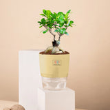 Lucky Bonsai Plant