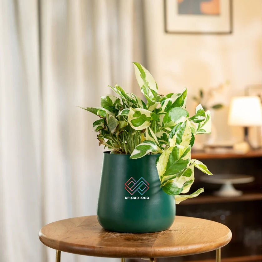 Money N'Joy Plant Aura Green