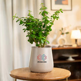 Lucky Jade Plant