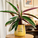 Calathea Triostar Plant