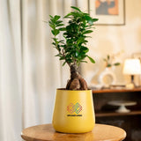 Lucky Bonsai Plant