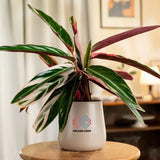 Calathea Triostar Plant