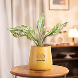 Aglaonema Snow White Plant