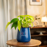 Golden Money Plant