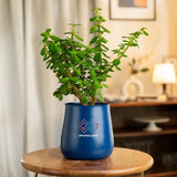Lucky Jade Plant