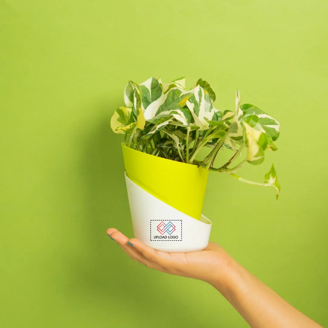 Money N' Joy Plant Green