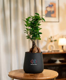 Lucky Bonsai Plant