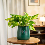 Money Variegated Plant