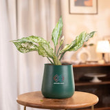 Aglaonema Snow White Plant