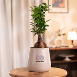 Lucky Bonsai Plant