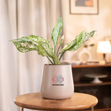 Aglaonema Snow White Plant