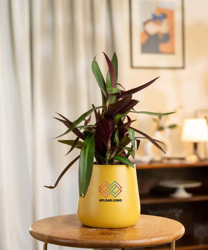 Oyster Plant