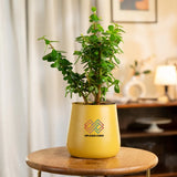 Lucky Jade Plant