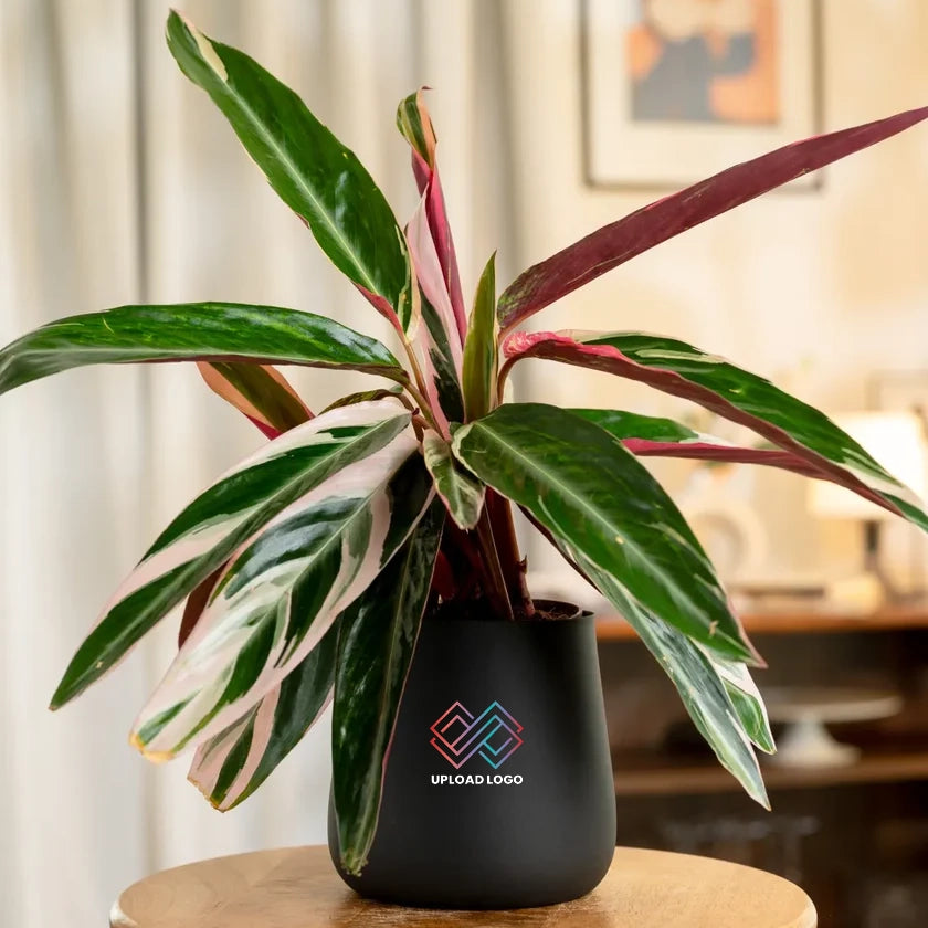 Calathea Triostar Plant