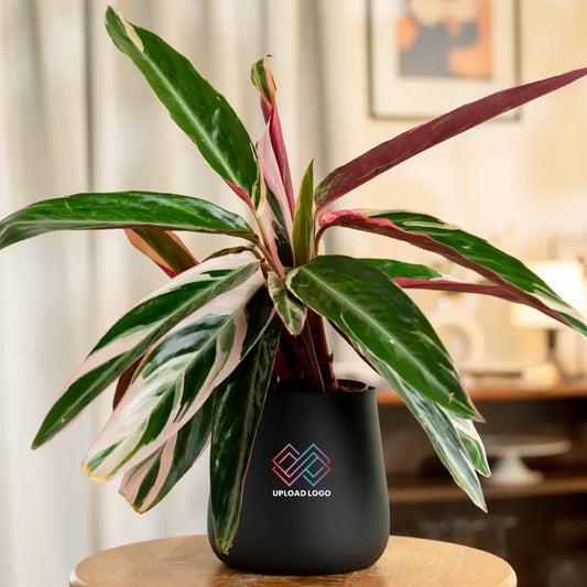 Calathea Triostar Plant