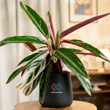 Calathea Triostar Plant