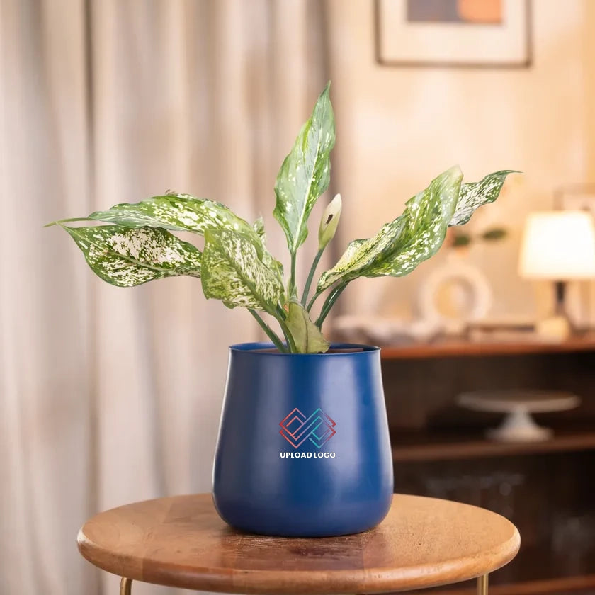 Aglaonema Snow White Plant