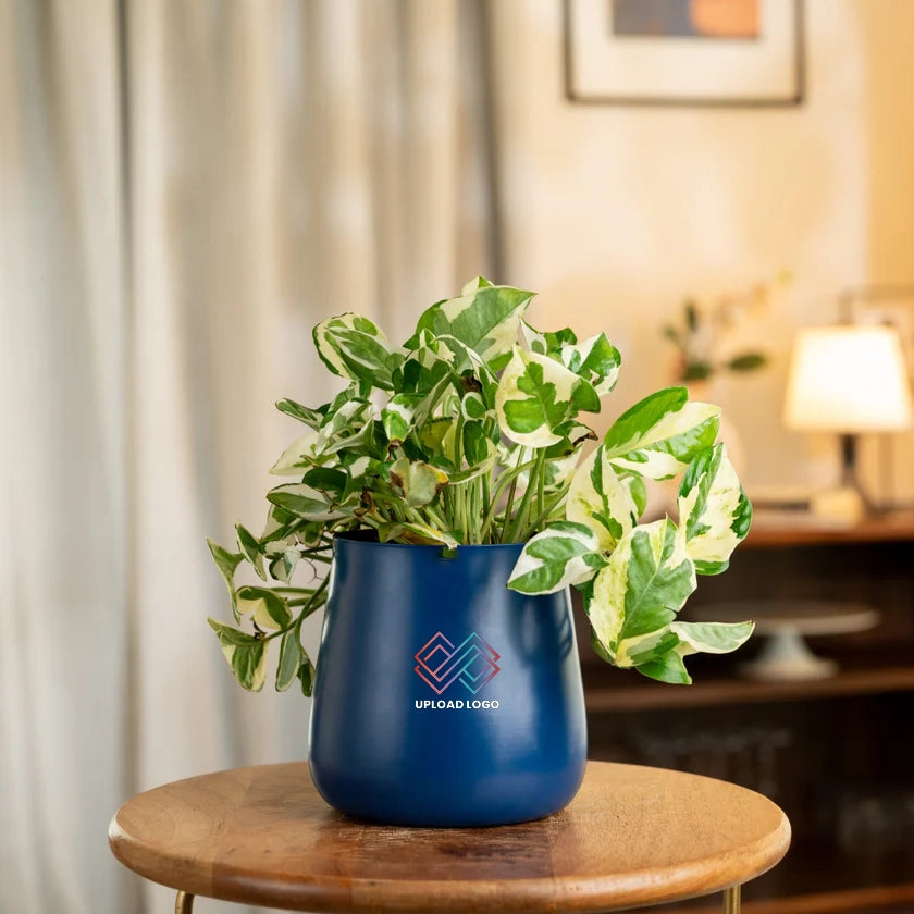 Money N'Joy Plant Aura Blue