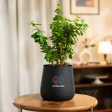 Lucky Jade Plant