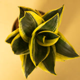 Goldan Hahnii Snake Plant