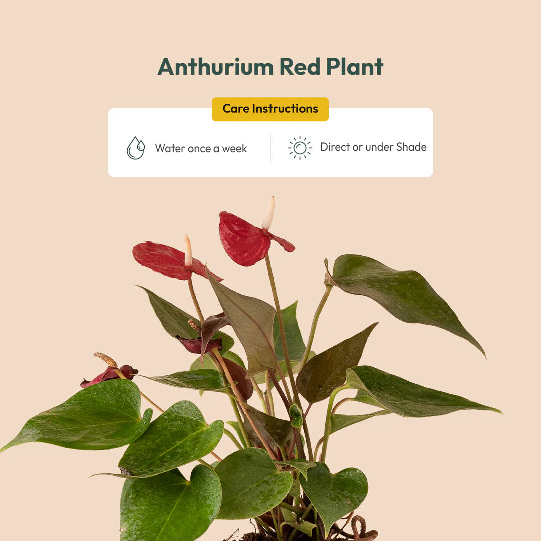 Anthurium Red Plant