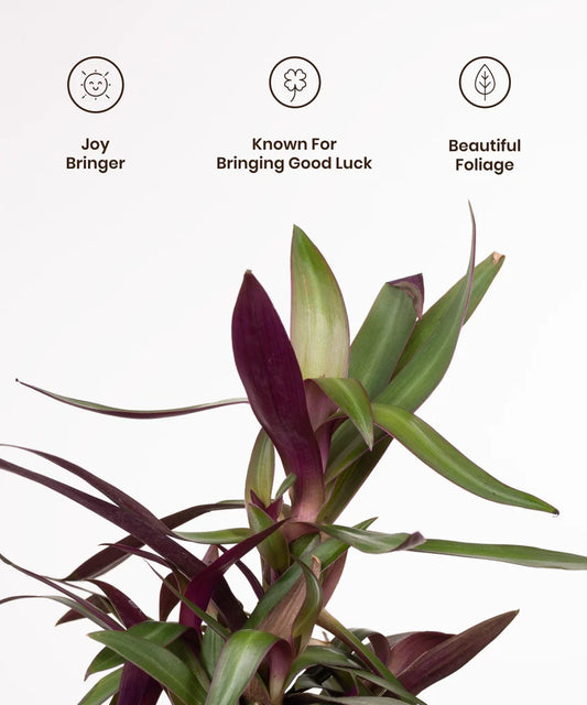Oyster Plant