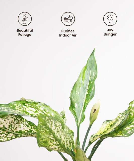 Aglaonema Snow White Plant