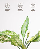 Aglaonema Snow White Plant
