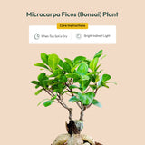 Lucky Bonsai Plant