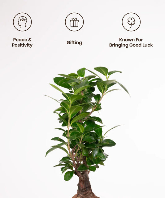 Lucky Bonsai Plant