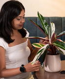 Calathea Triostar Plant