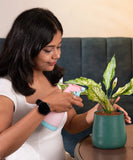 Aglaonema Snow White Plant