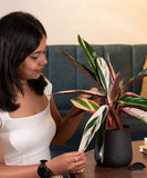 Calathea Triostar Plant