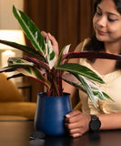 Calathea Triostar Plant