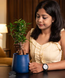 Lucky Bonsai Plant