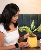 Aglaonema Snow White Plant