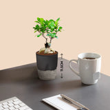 Lucky Bonsai Plant