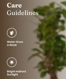 Lucky Bonsai Plant