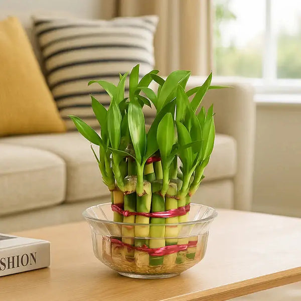 2 Layer Lucky Bamboo Plant