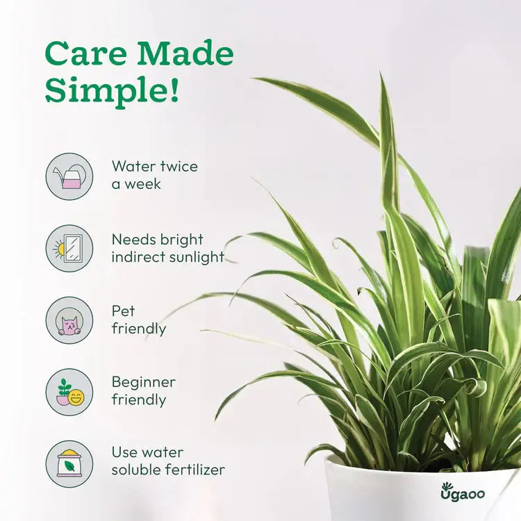 Potted plant with care instructions on a white background