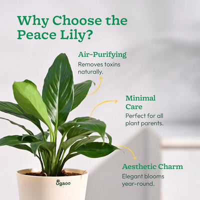Air Purifying Plants