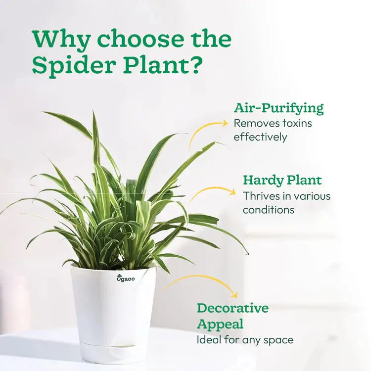 ugaoo indoor plants Ugaoo Spider Natural Plant Indoor