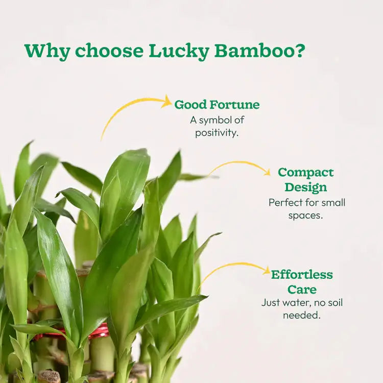 Lucky bamboo plant with text 