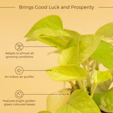 Gold Money Plant