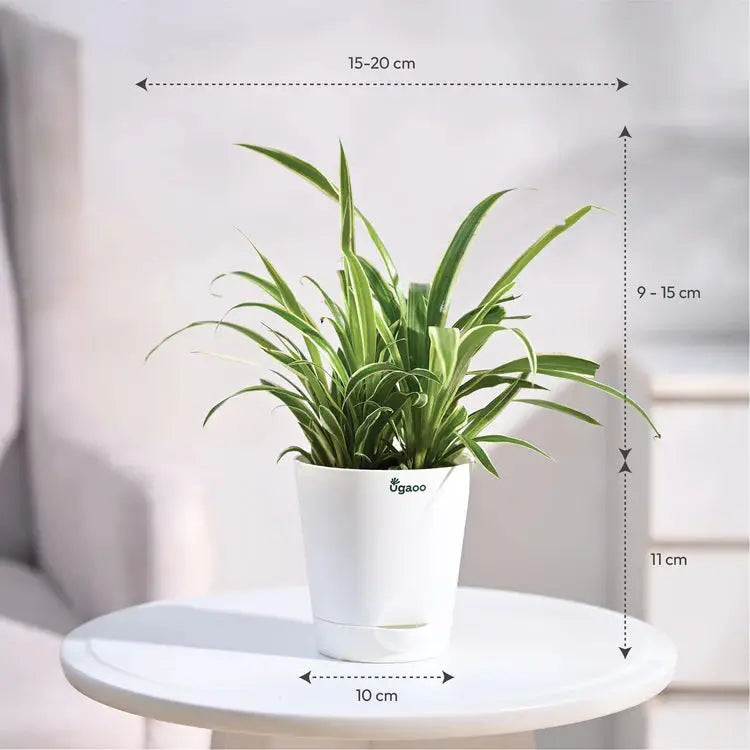 Potted plant with dimensions indicated on a white surface